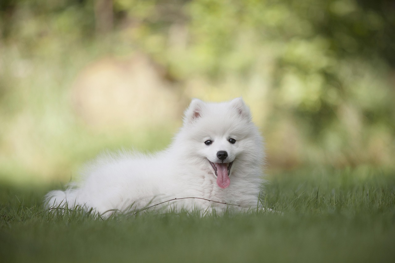 dog, puppy, pet, doggy, cute, sweet, animal, young, baby, young animal, love, nice, eyes, posing, animal portrait, white, portrait, lovely, soft, purebred, japanese striker, emotion, keeshond, cuddle, child, nature, dog, dog, dog, dog, puppy, puppy, puppy, puppy, puppy